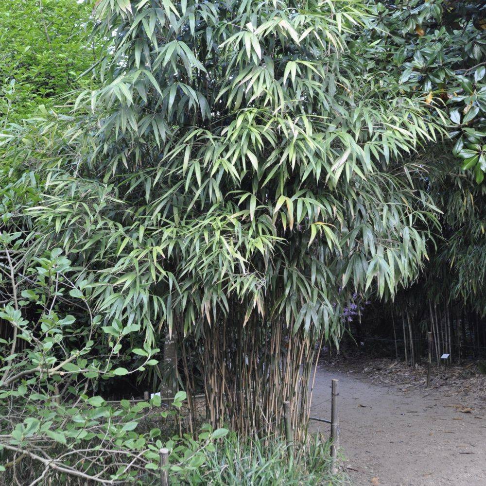 Bambou moyen : Pseudosasa japonica - Image 2