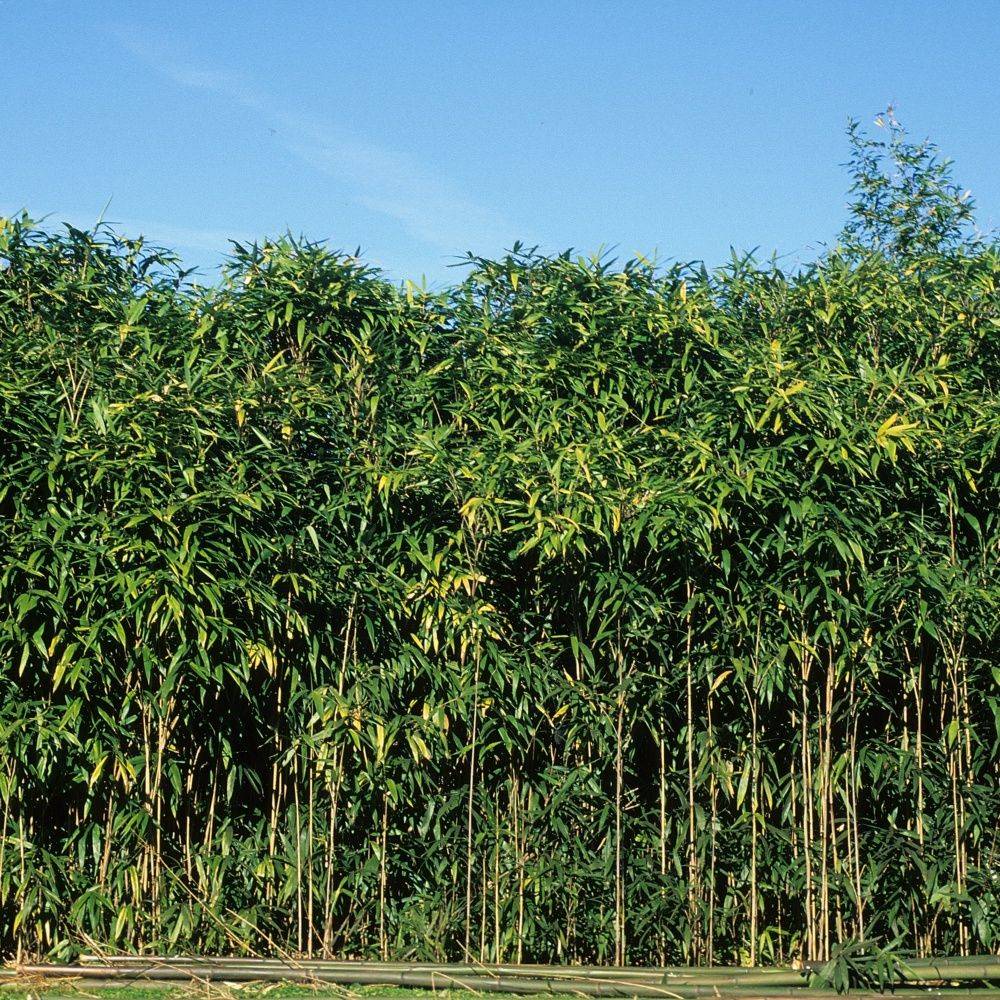 Bambou moyen : Pseudosasa japonica - Image 1