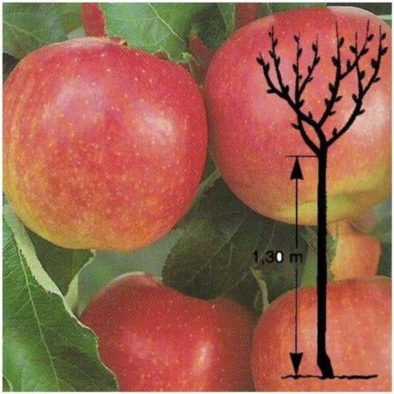 Pommier Jonagold : taille en demi-tige - Image 2