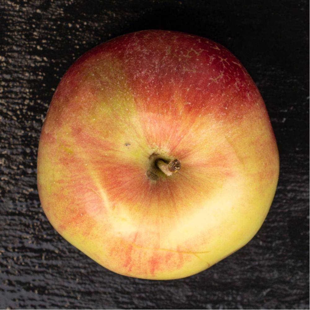 Pommier Jonagold : taille en demi-tige - Image 4
