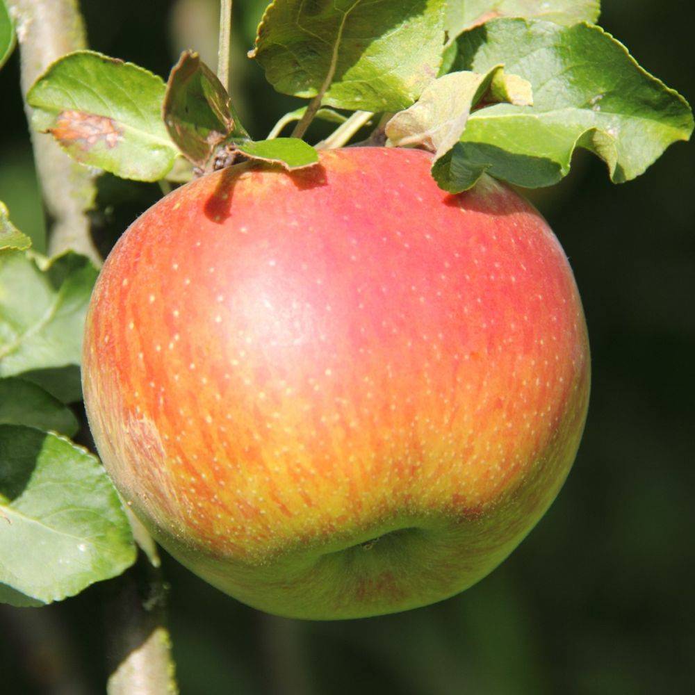 Pommier 'Reine des Reinettes' - Image 2