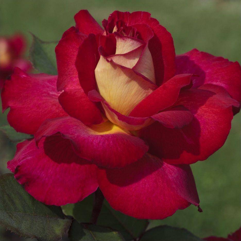 Rosier 'Bolshoï'® Meizuzes - Rosier Meilland