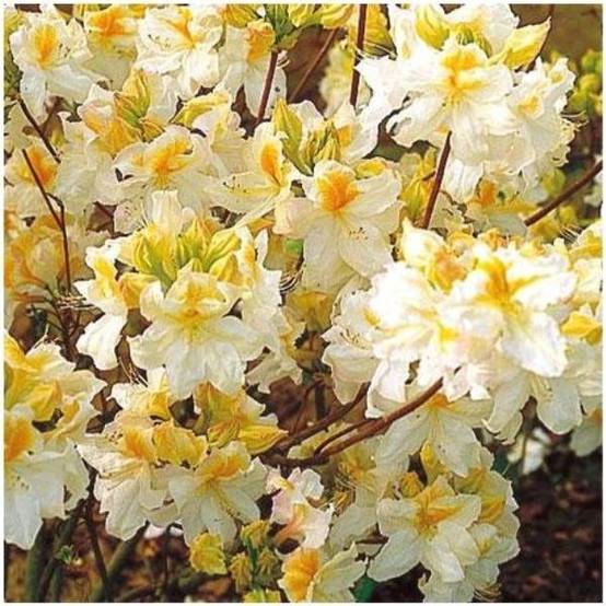 AZALEA mollis Assorti - Image 2
