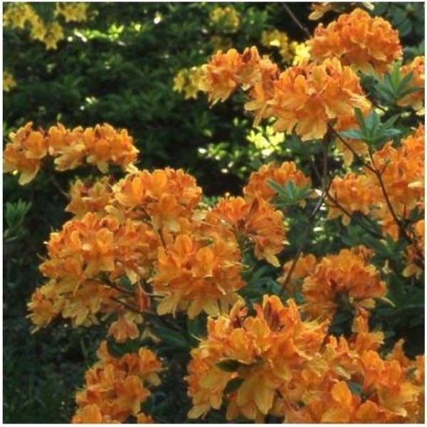 AZALEA mollis Assorti - Image 1