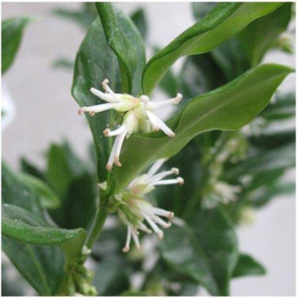 Sarcococca ruscifolia