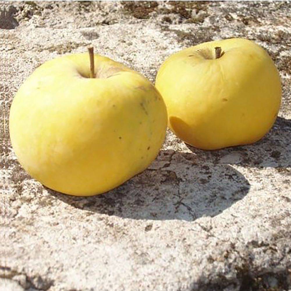 Pommier 'Transparente de Croncels' : taille en cordon 0,80 - Image 3