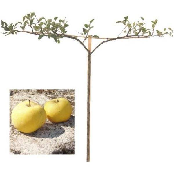 Pommier 'Transparente de Croncels' : taille en cordon 0,80 - Image 2