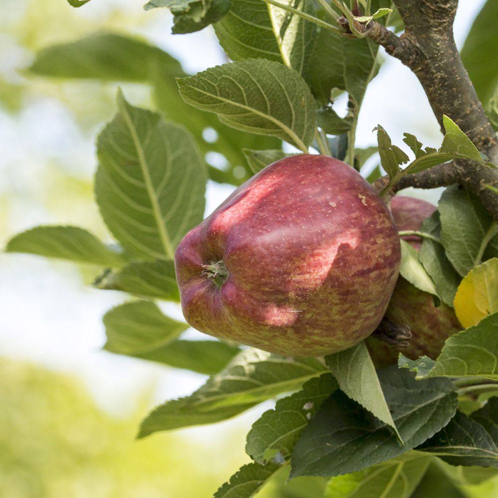 Pommier 'Starking Delicious' : taille en demi-tige, en pot - Image 1