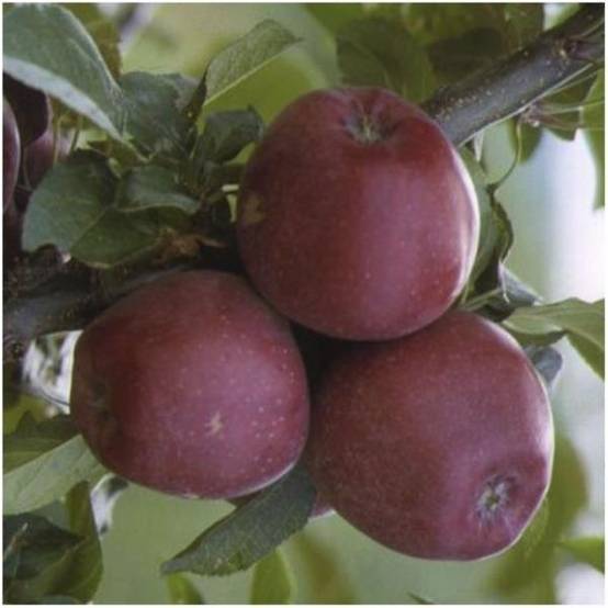 Pommier 'Starking Delicious' : taille en gobelet, en pot - Image 2