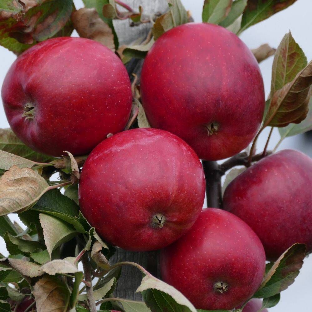 Pommier 'Starking Delicious' : taille en gobelet, en pot - Image 1