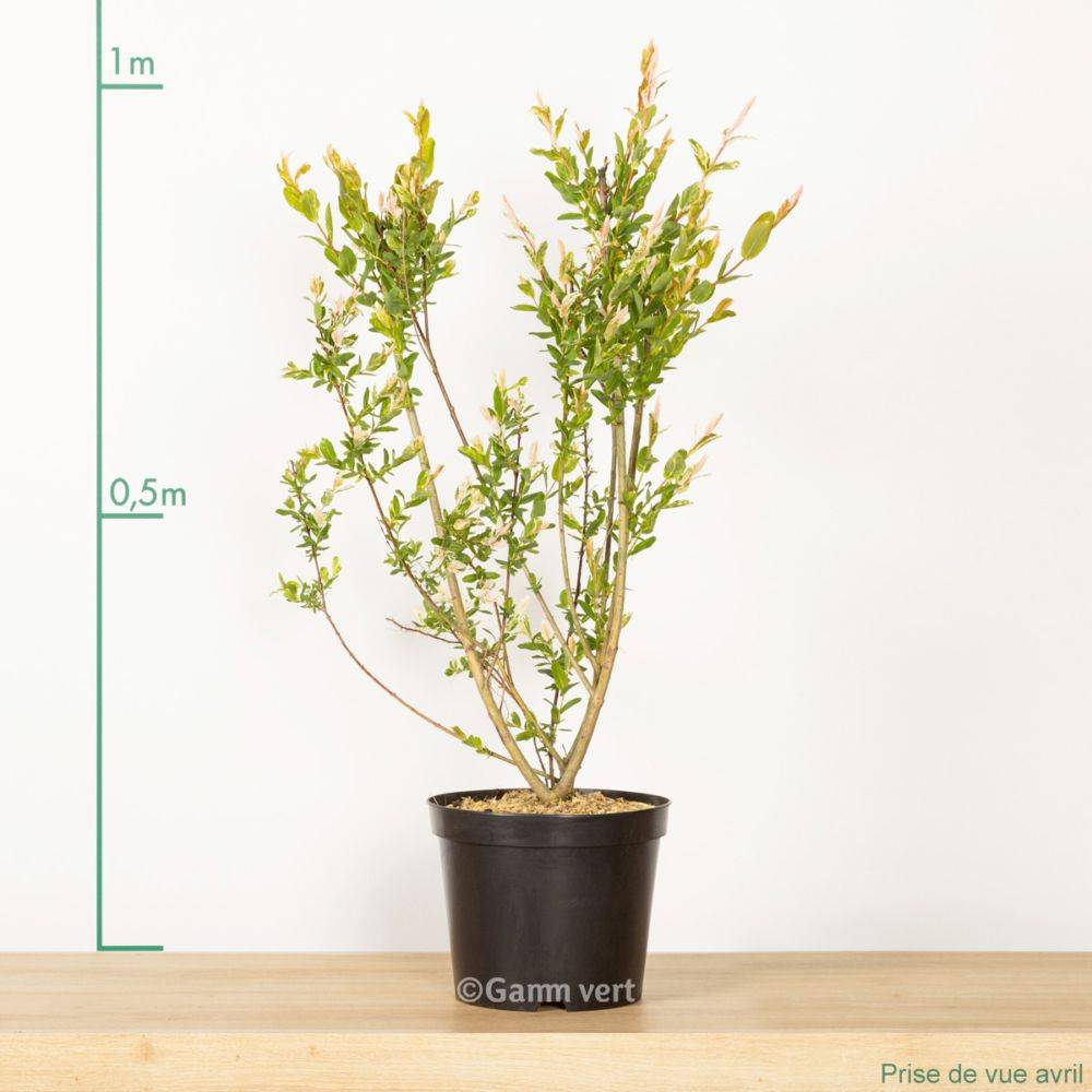 Saule crevette 'Hakuro-Nishiki' - Image 3