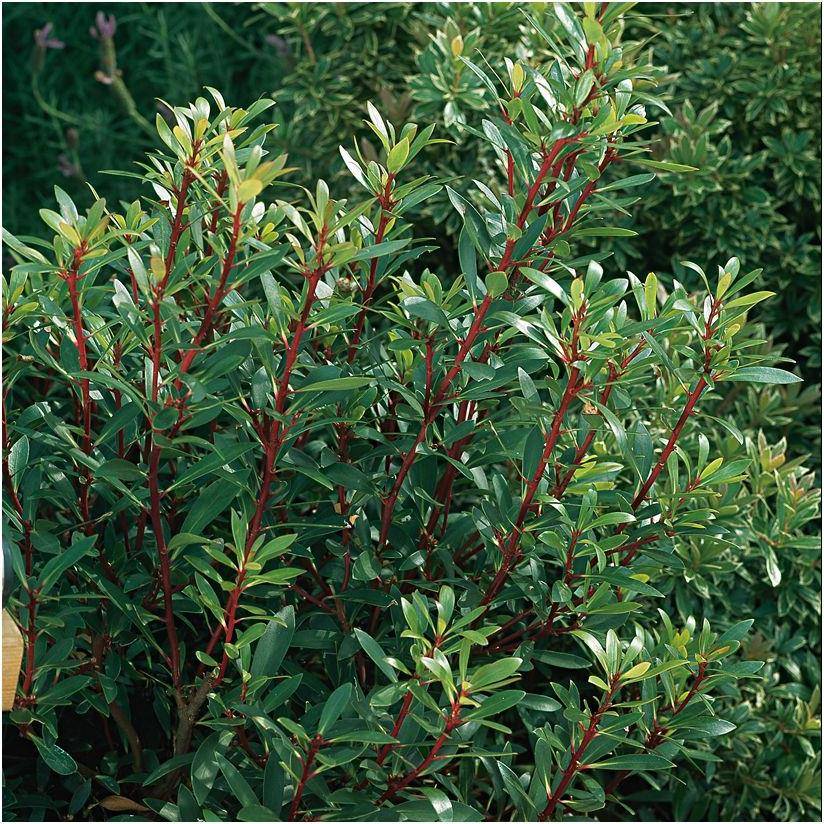 Drymis aromatica Femelle - Image 1