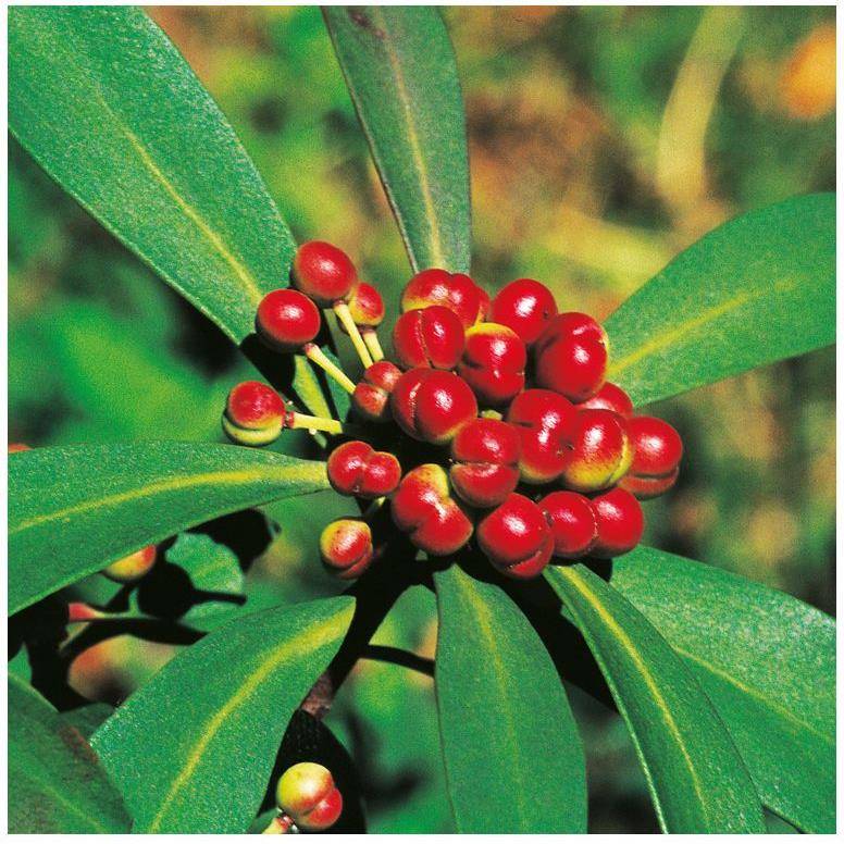 Drymis aromatica Femelle - Image 3