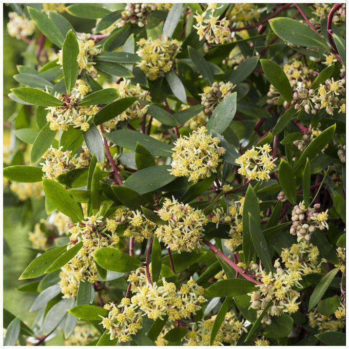 Drymis aromatica Femelle - Image 2