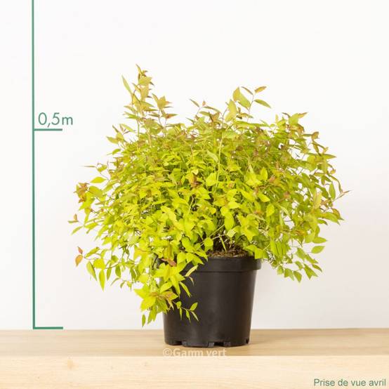 Spirée de bumalda 'Gold flame' - Image 1