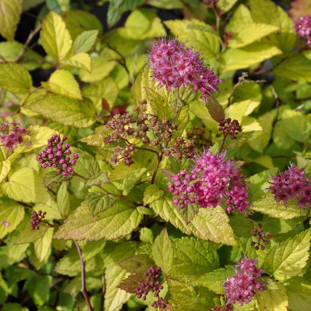 Spirée de bumalda 'Gold flame' - Image 2