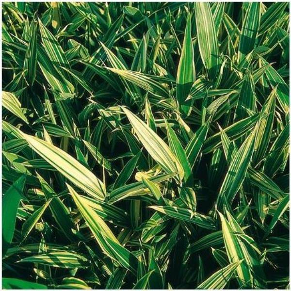 Bambou nain : Sasa masamuneana 'Albostriata'