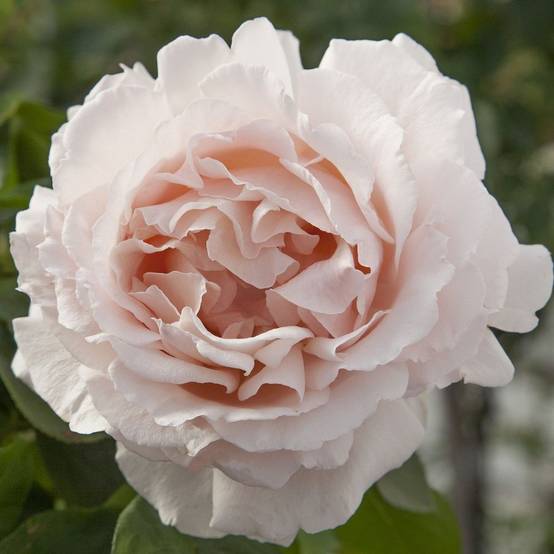 Rosier 'André le Nôtre®' Meiceppus - Rosier Meilland - Image 2