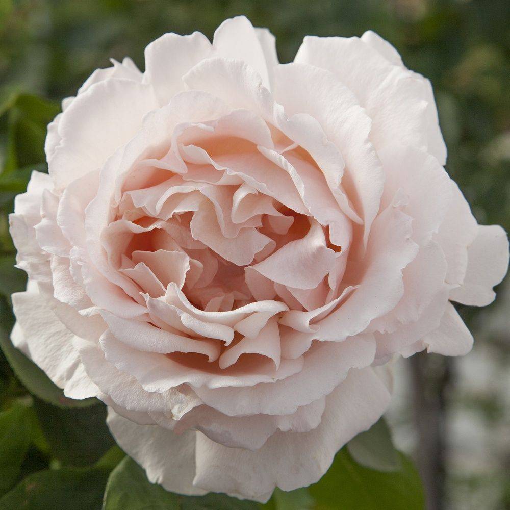 Rosier 'André le Nôtre®' Meiceppus - Rosier Meilland - Image 2