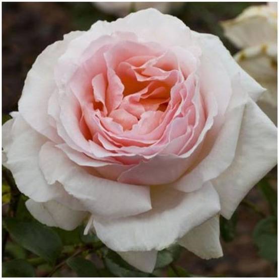 Rosier 'André le Nôtre®' Meiceppus - Rosier Meilland - Image 1
