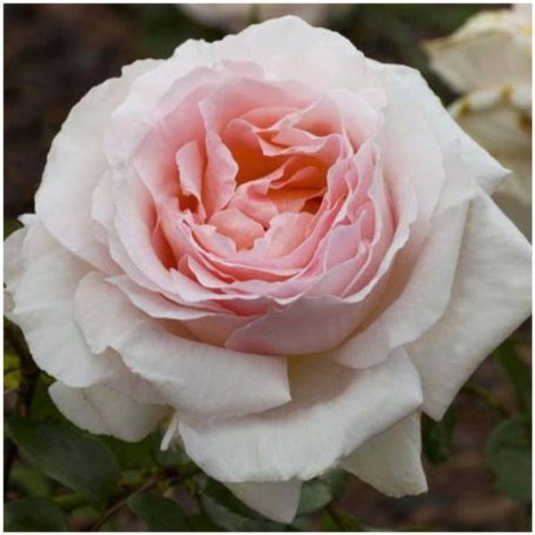 Rosier 'André le Nôtre®' Meiceppus - Rosier Meilland - Image 1