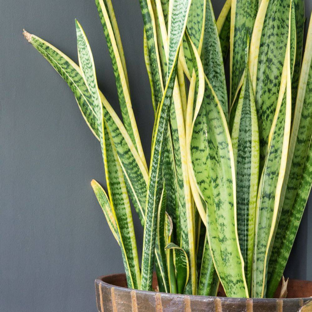 SANSEVIERIA trifasciata 'Laurentii' - Image 3