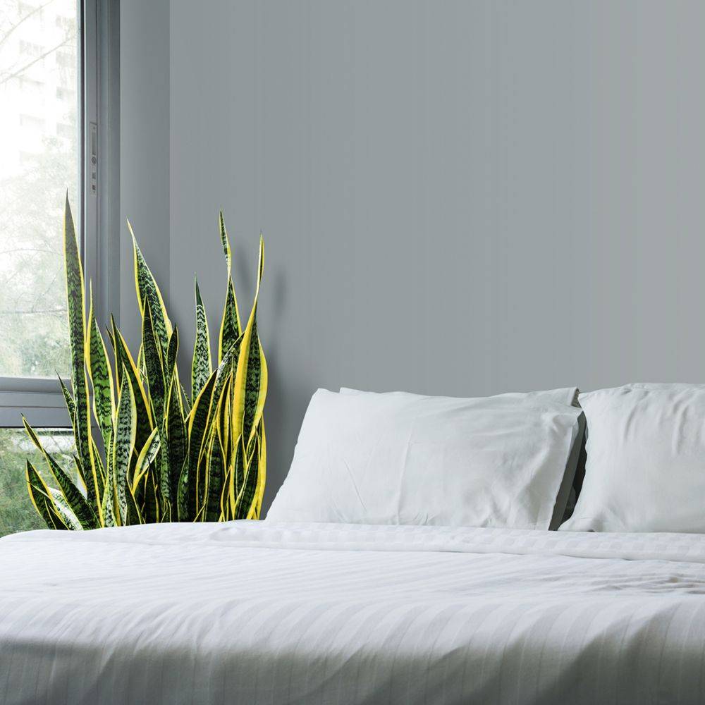 SANSEVIERIA trifasciata 'Laurentii' - Image 4