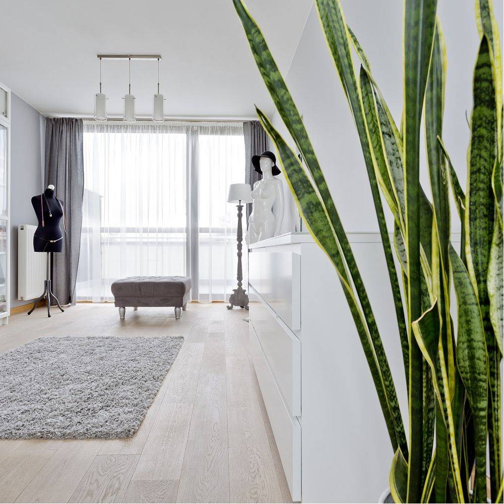 SANSEVIERIA trifasciata 'Laurentii' - Image 2