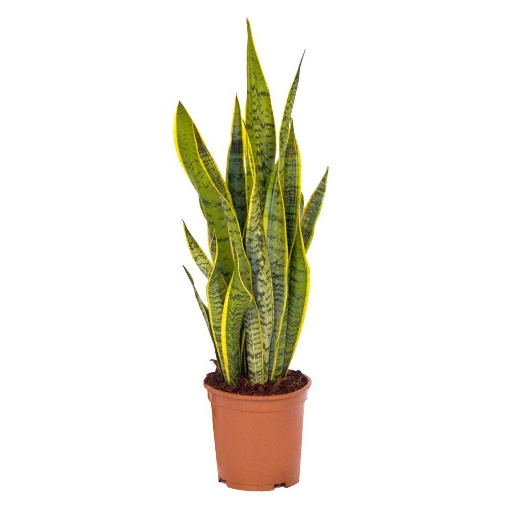 SANSEVIERIA trifasciata 'Laurentii' - Image 1