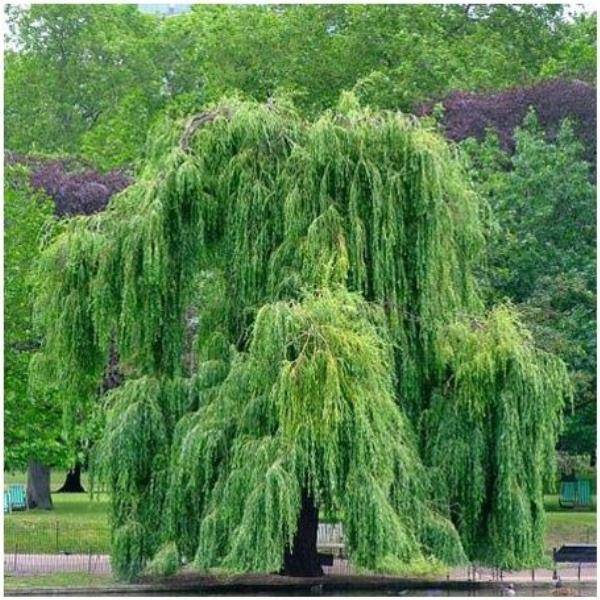 Saule pleureur - Image 2