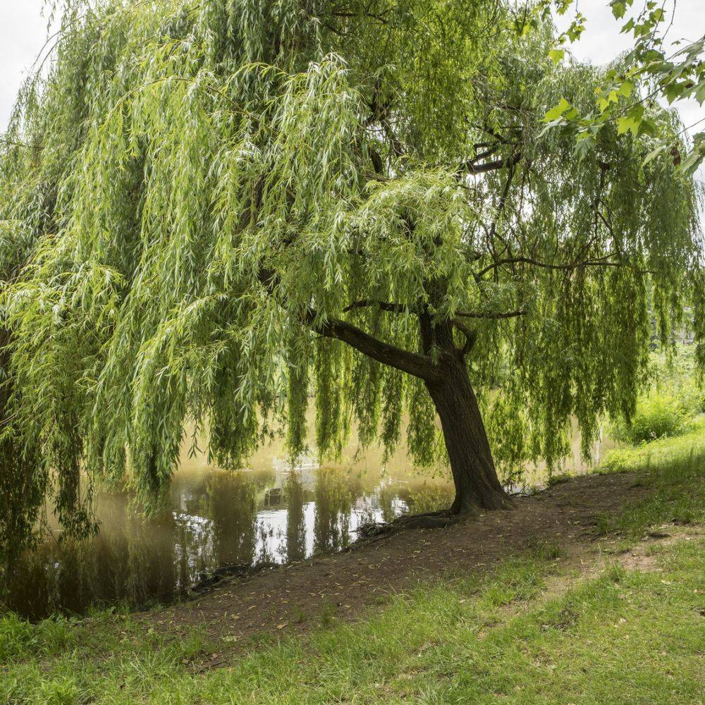 Saule pleureur - Image 1