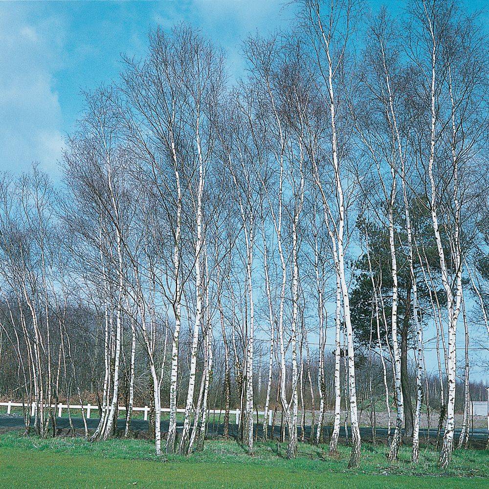 Bouleau blanc - Image 4