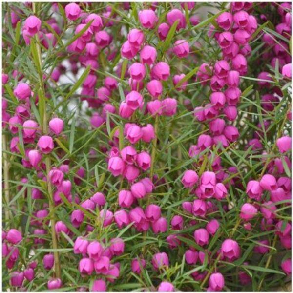 Boronia heterophylla - Image 3