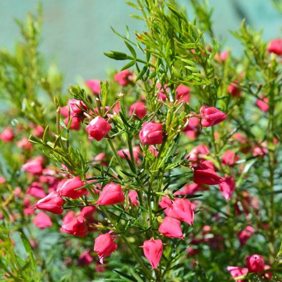 Boronia heterophylla - Image 2