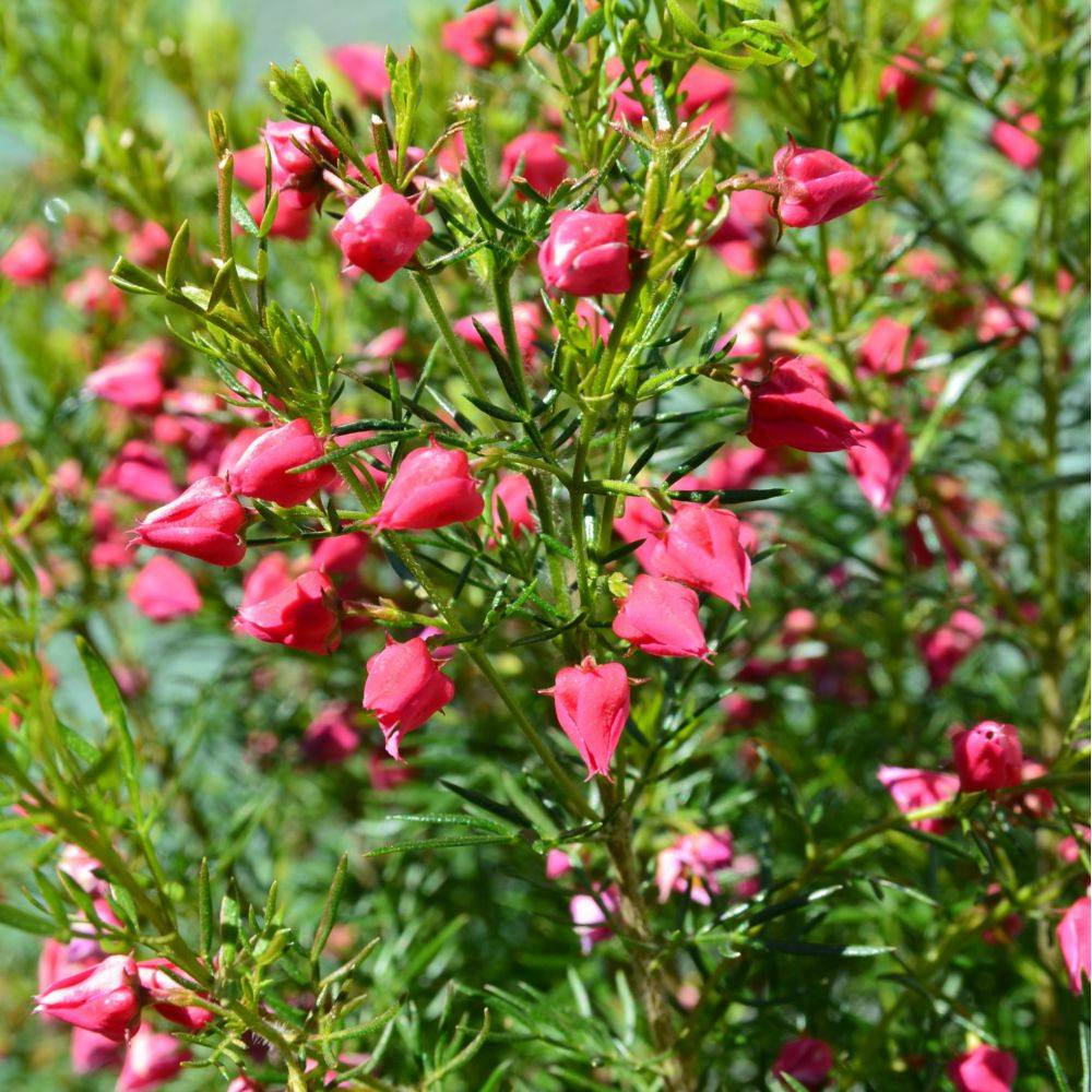 Boronia heterophylla - Image 1