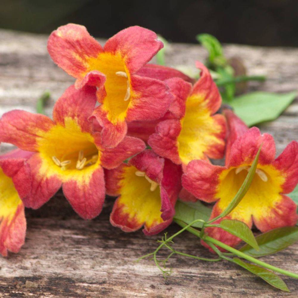 Bignone 'Tangerine Beauty' - Image 2