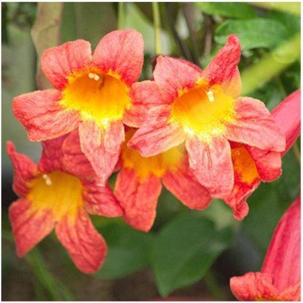 Bignone 'Tangerine Beauty' - Image 1