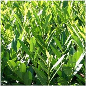 Laurier palme 'Caucasica Dart's'