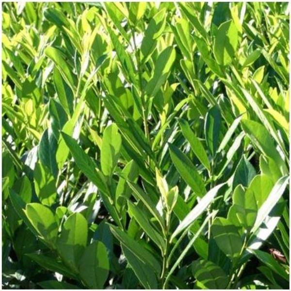 Laurier palme 'Caucasica Dart's'