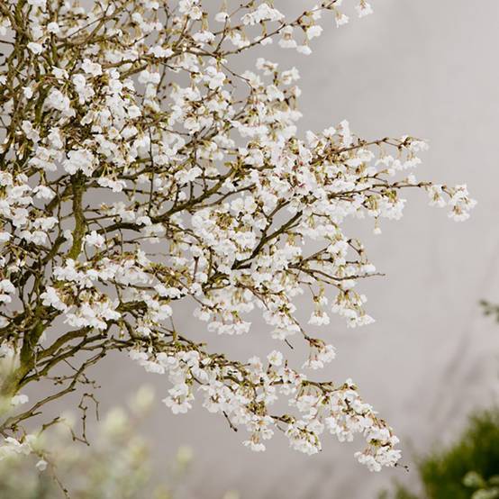 Cerisier à fleurs 'Kojo no Mai' - Cerisier du Japon nain - Image 1