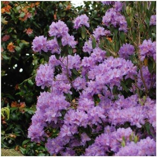 Rhododendron augustinii