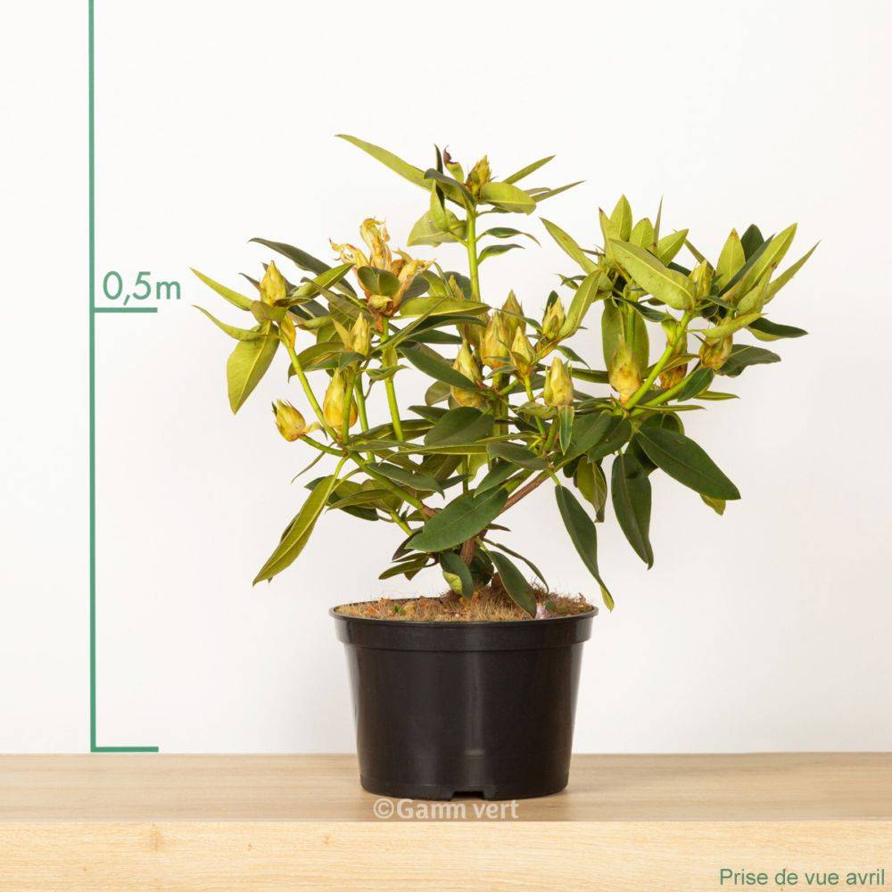 Rhododendron 'Anna Rose Whitney' - Image 2