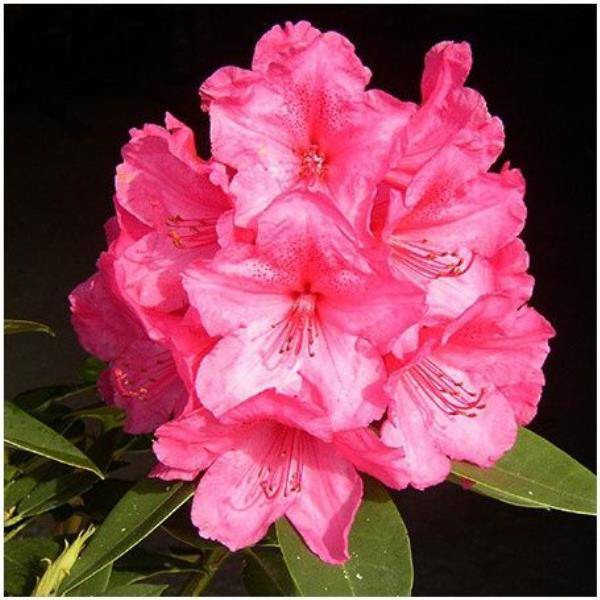 Rhododendron 'Anna Rose Whitney' - Image 1