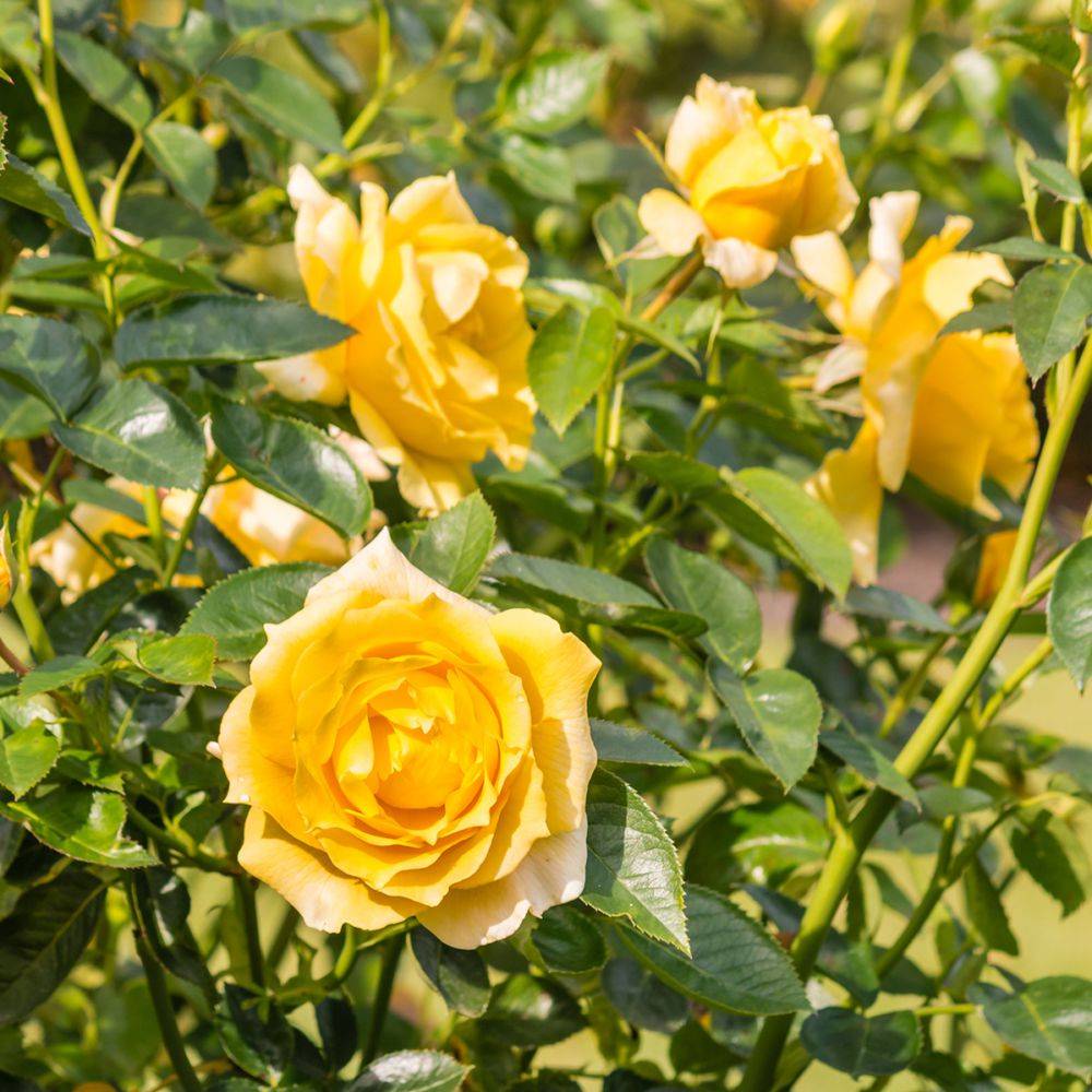 Rosier Décorosier® SOLEYA®