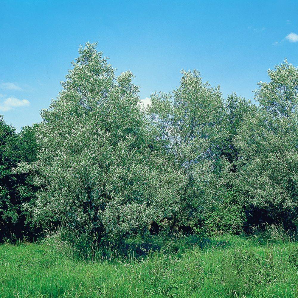Saule blanc 'Sericea' - Salix Alba
