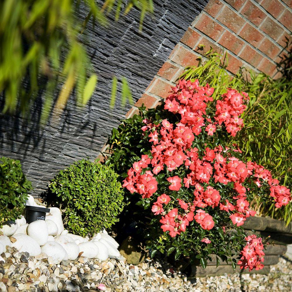 Rosier Décorosier® ISALIA® - Image 3
