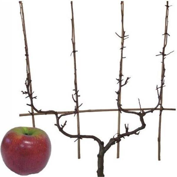 Pommier 'Melrose' : taille en palmette double U - Image 4