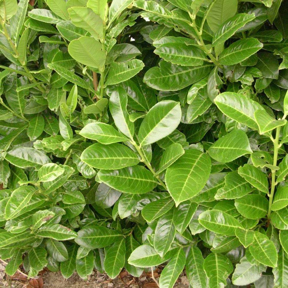 Laurier palme 'Rotundifolia' - Image 3