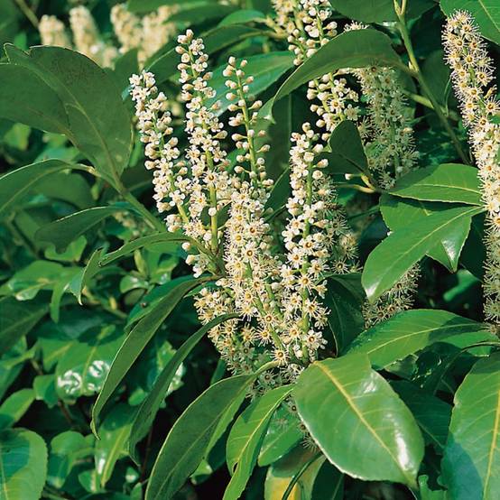 Laurier palme 'Rotundifolia' - Image 2