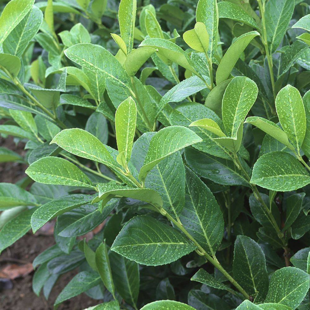 Laurier palme 'Rotundifolia'